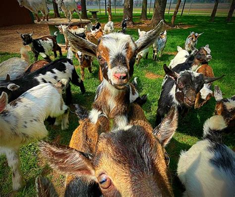 petting zoos near me.